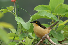 Black-capped Donacobius